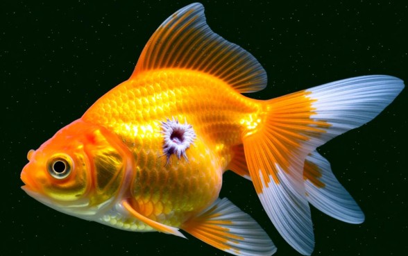 金鱼鱼鳞下有划痕怎么办