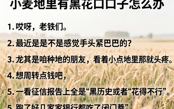 小麦地里有黑花口子怎么办，细致阐述五个不上征信报告的贷款口子