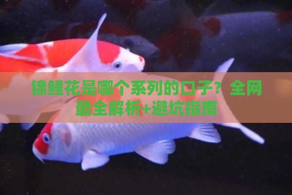锦鲤花是哪个系列的口子？全网最全解析+避坑指南