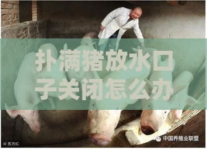 扑满猪放水口子关闭怎么办？三步教你快速解决资金难题