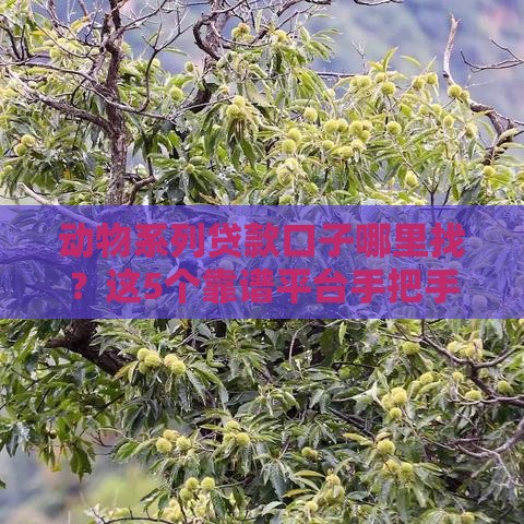 动物系列贷款口子哪里找？这5个靠谱平台手把手教你！