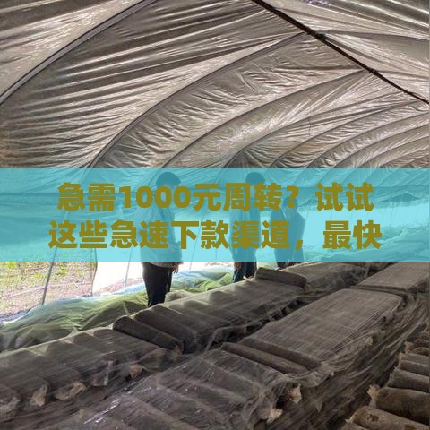 急需1000元周转？试试这些急速下款渠道，最快当天到账！