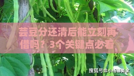 芸豆分还清后能立刻再借吗？3个关键点必看