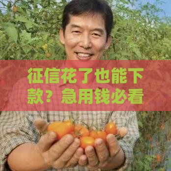 征信花了也能下款？急用钱必看的5个真实借款渠道推荐