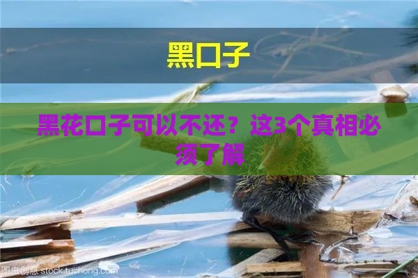 黑花口子可以不还？这3个真相必须了解