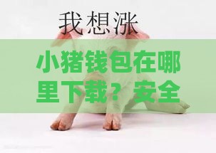 小猪钱包在哪里下载？安全入口实测分享，手把手教你避坑！