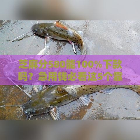 芝麻分580能100%下款吗？急用钱必看这5个靠谱平台！