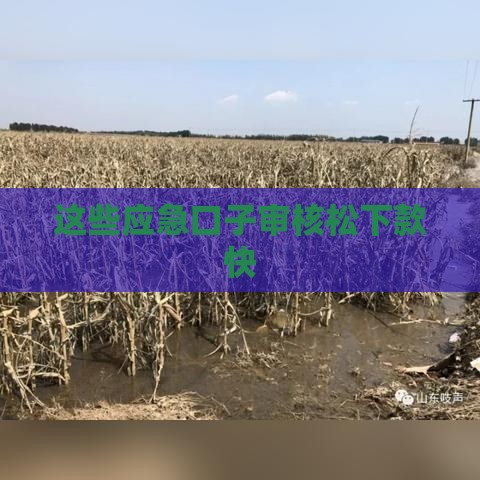 这些应急口子审核松下款快