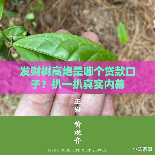 发财树高炮是哪个贷款口子？扒一扒真实内幕