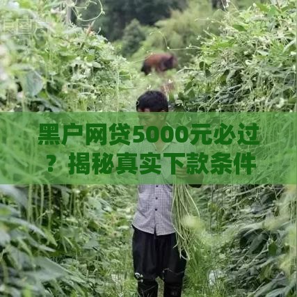黑户网贷5000元必过？揭秘真实下款条件与风险