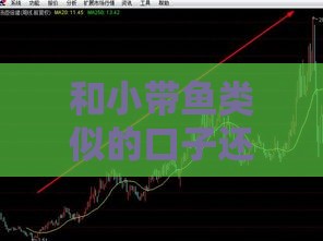 和小带鱼类似的口子还有哪些？这几个放水渠道通过率高