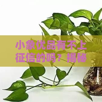 小象优品有不上征信的吗？揭秘贷款平台隐藏规则与申请技巧！