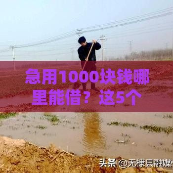 急用1000块钱哪里能借？这5个方法快速到账还靠谱！