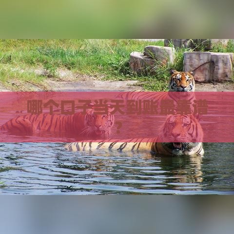 哪个口子当天到账最靠谱？