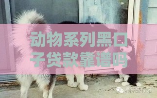 动物系列黑口子贷款靠谱吗？三大风险揭秘！