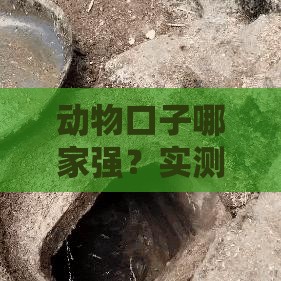 动物口子哪家强？实测这3家下款快又稳