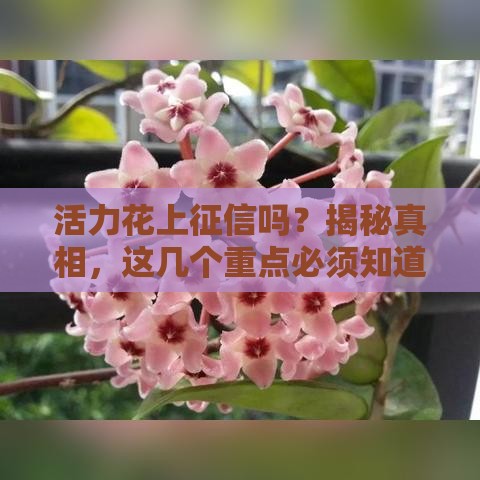 活力花上征信吗？揭秘真相，这几个重点必须知道！