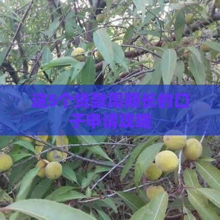 这5个贷款周期长的口子申请攻略