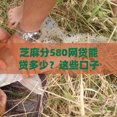 芝麻分580网贷能贷多少？这些口子最高可借5万！