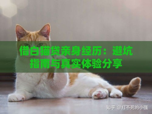 借白猫贷亲身经历：避坑指南与真实体验分享