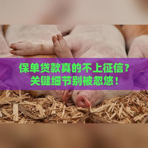 保单贷款真的不上征信？关键细节别被忽悠！