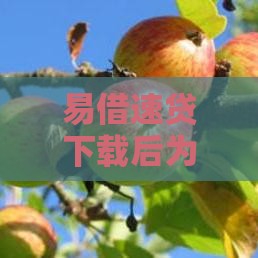 易借速贷下载后为啥要锁屏密码？3个关键点说清贷款安全那些事儿