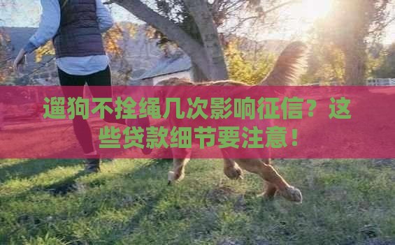 遛狗不拴绳几次影响征信？这些贷款细节要注意！