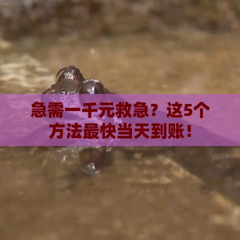 急需一千元救急？这5个方法最快当天到账！