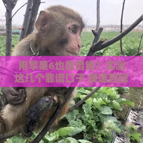 用苹果6也能借钱？实测这几个靠谱口子 快速到账不坑人！