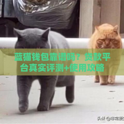 蓝猫钱包靠谱吗？贷款平台真实评测+使用攻略