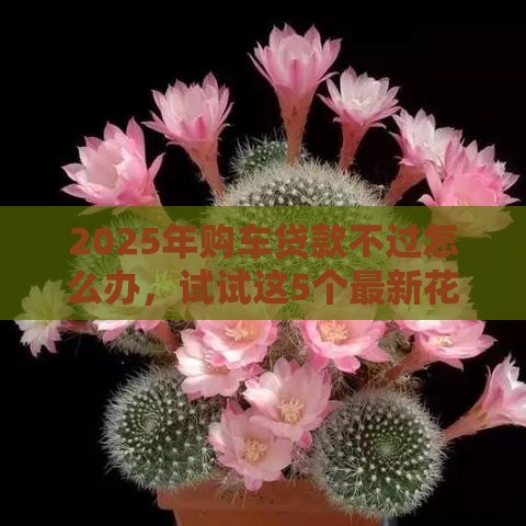 2025年购车贷款不过怎么办，试试这5个最新花儿朵朵贷款平台官网
