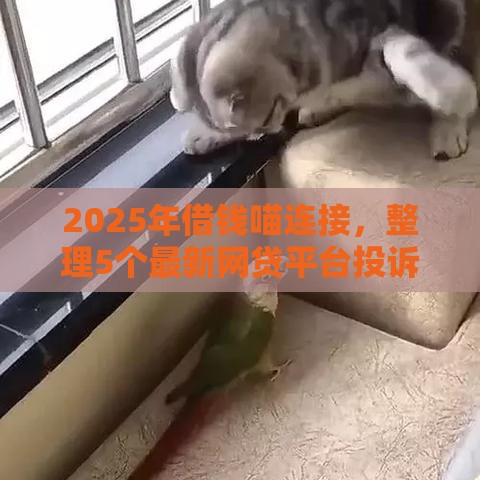 2025年借钱喵连接，整理5个最新网贷平台投诉