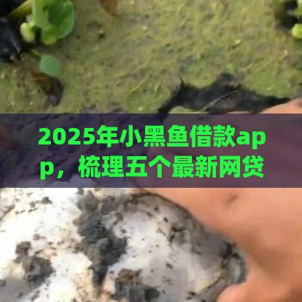 2025年小黑鱼借款app，梳理五个最新网贷全拒了还能撸的口子
