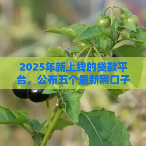 2025年新上线的贷款平台，公布五个最新黑口子贷款秒过的口子